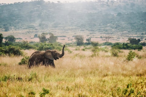 An elephant with its trunk up in the air is on the left side of the image moving from left to right, walking through long grass, with its natural environment of lush and hills clearly visible
