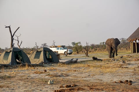 Elephants walking past tents at a lodge in the bush in Botswana