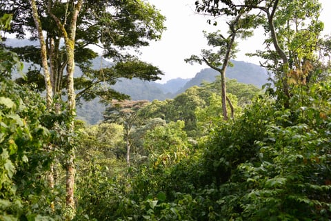 Bwindi Impenetrable Forest National Park, Uganda