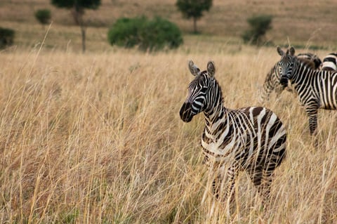 Zebra in the grasslands, Uganda, Africa
