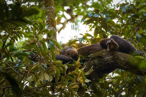 Common Chimpanzee ( Pan troglodytes schweinfurtii) relaxing in a tree, Kibale Forest National Park, Rwenzori Mountains, Uganda.