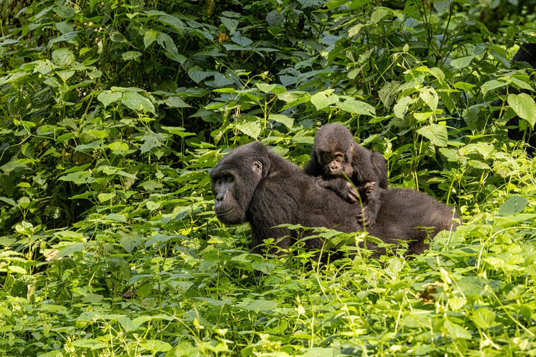 Adult female gorilla with baby, Gorilla beringei beringei, in the lush foliage of the Bwindi Impenetrable forest, Uganda. Members of the Muyambi family habituated group of the conservation programme.