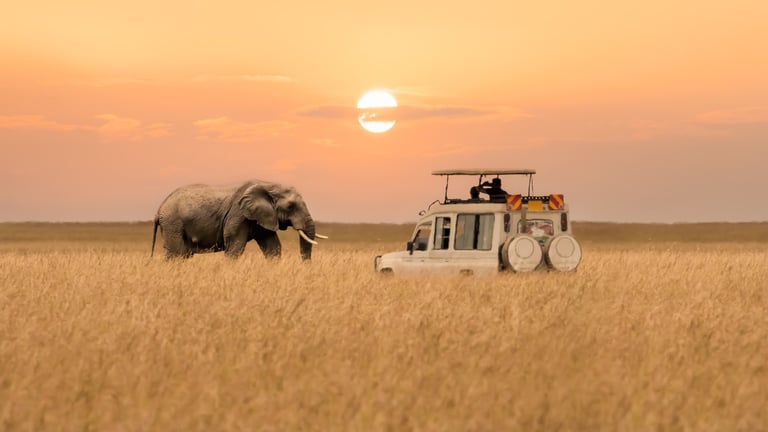 Elephants at sunset in Masai Mara