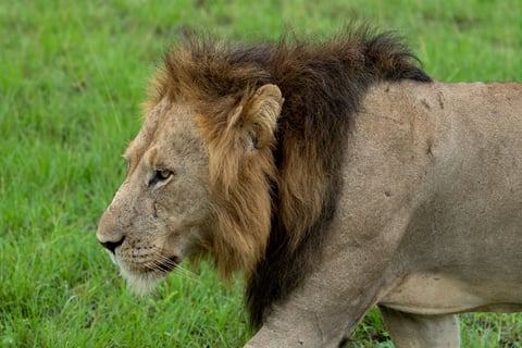 A beautiful portrait of a lion in Queen Elizabeth national park, in Uganda, Africa