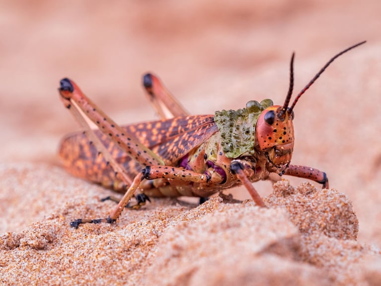 A closeup shot of Common Milkweed Locust in Plettenberg, South Africa