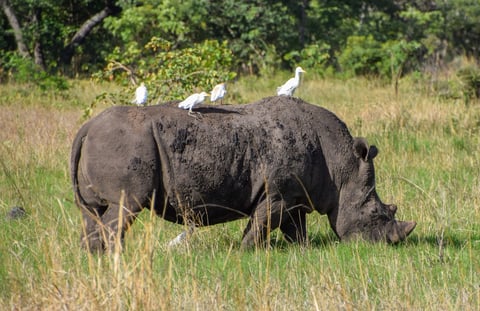 A white rhino with white egret passengers in a national park Zimbabwe