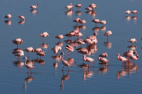 Many pink flamingoes standing and sitting in blue lake water in Tanzania East Africa