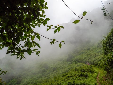 On the Kilembe Trail in the Rwenzori Mountains in Uganda