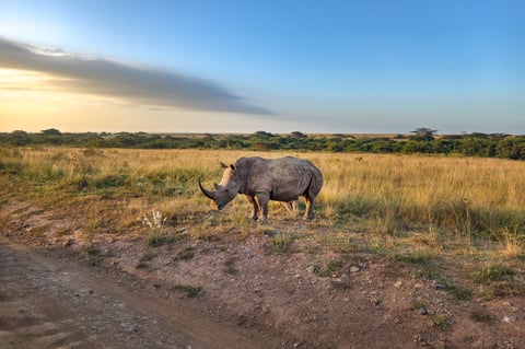 White rhinoceros or square-lipped rhinoceros Ceratotherium simum in Hlane Royal National Park, Swaziland. The white rhinoceros is one of the five species of rhinoceros that still exist