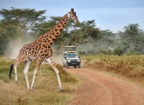 A giraffe gracefully crosses a dirt road in the Masai Mara, Kenya, showcasing the beauty and majesty of African wildlife