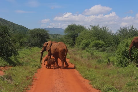 Ein roter Elefant mit seinem Elefantenbaby überqueren den staubigen Weg mit roter Erde im Tsavo East Nationalpark in Kenia