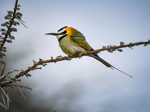 Perched on an acacia tree