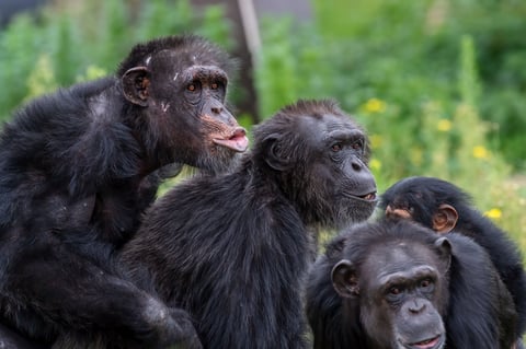 A group of chimpanzees in a natural habitat, showcasing social interaction and behavior in a lush green environment.