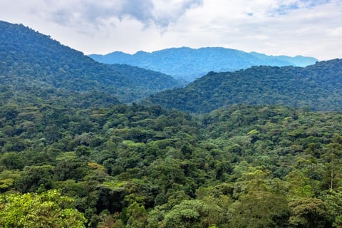 A panoramic view of lush, green tropical forest in Bwindi National Park, Uganda, featuring undulating hills under a partially cloudy sky, showcasing the diversity of African wilderness and nature.