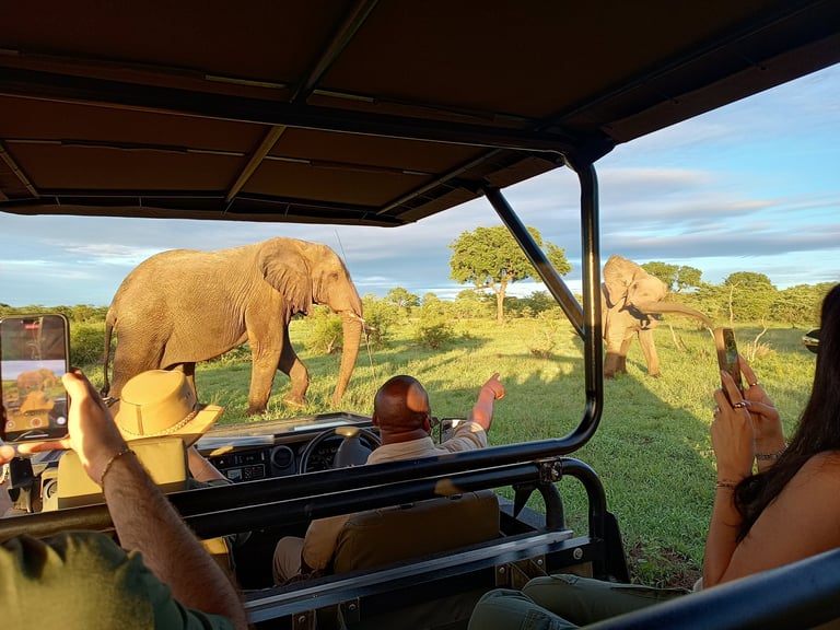 Safari elephant encounter