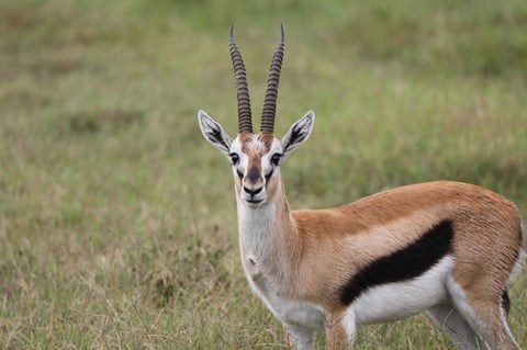 Male Thomson's gazelle