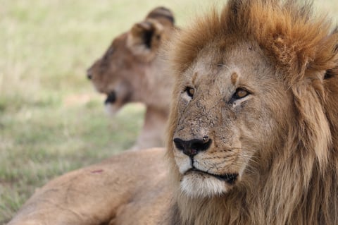 The Lion's Intense Gaze - Kenya