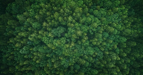 Aerial view of green summer forest with spruce and pine trees forest view from above, aerial top view with copy space design for web banner