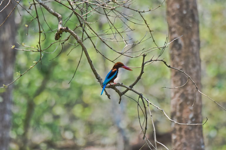 White-throated kingfisher in the forest