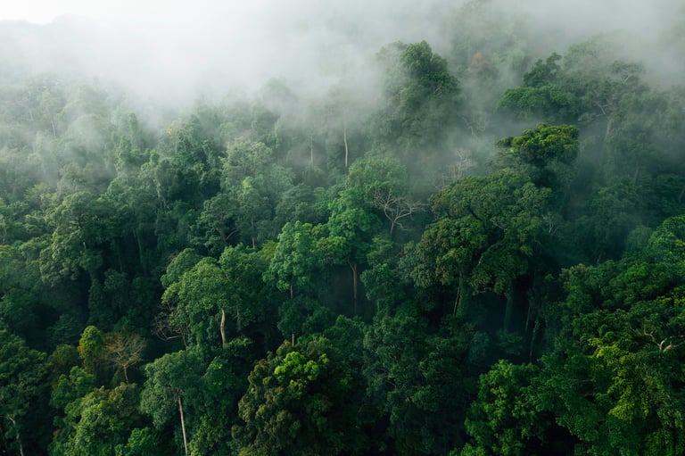 Ethereal Green Forest Canopy aerial view of misty tropical jungle