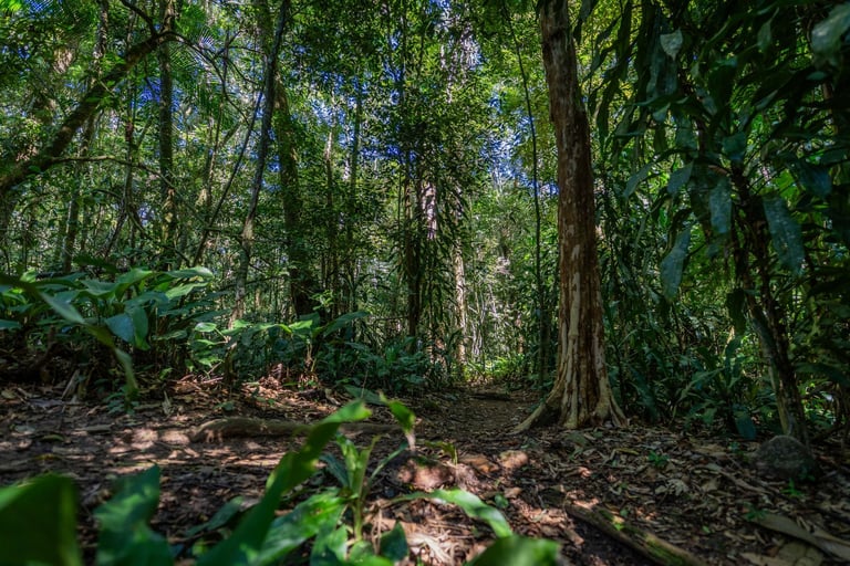 Immersive forest landscape with towering trees and dense native vegetation