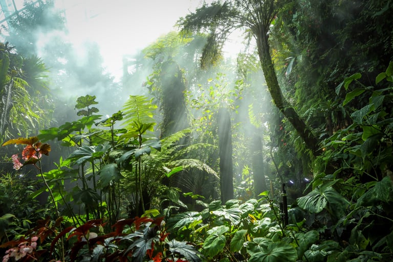 Misty rainforest landscape in the Cloud Forest