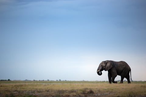 A lone bull elephant on the open savannah of Ihaha under a blue sky, Chobe National Park, Botswana