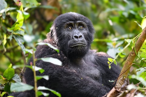 A juvenile mountain gorilla sits quietly among lush foliage in Bwindi Impenetrable Forest, Uganda. Its expressive face and dark, curious eyes reflect the intelligence and social nature of these endangered primates