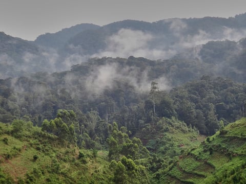 Mist rising over the canopy of the tropical rain forest of the Rwenzori mountains in Uganda near the equator on an overcast day