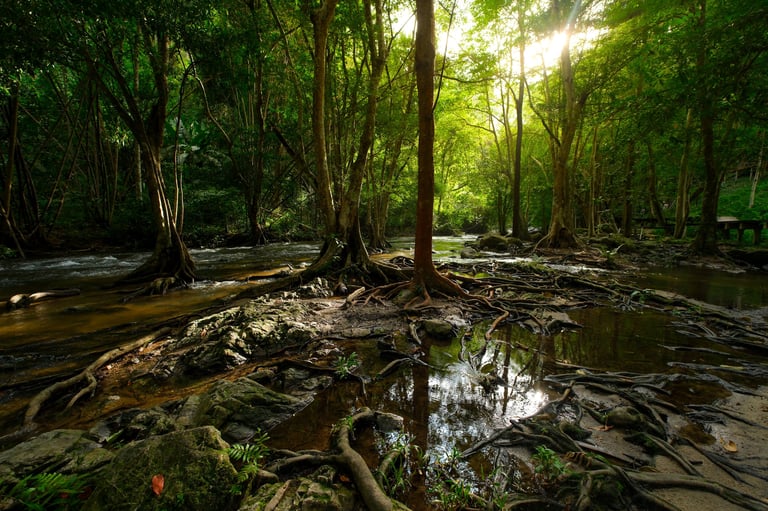 Forest with a stream running through it with tall trees and roots in the water
