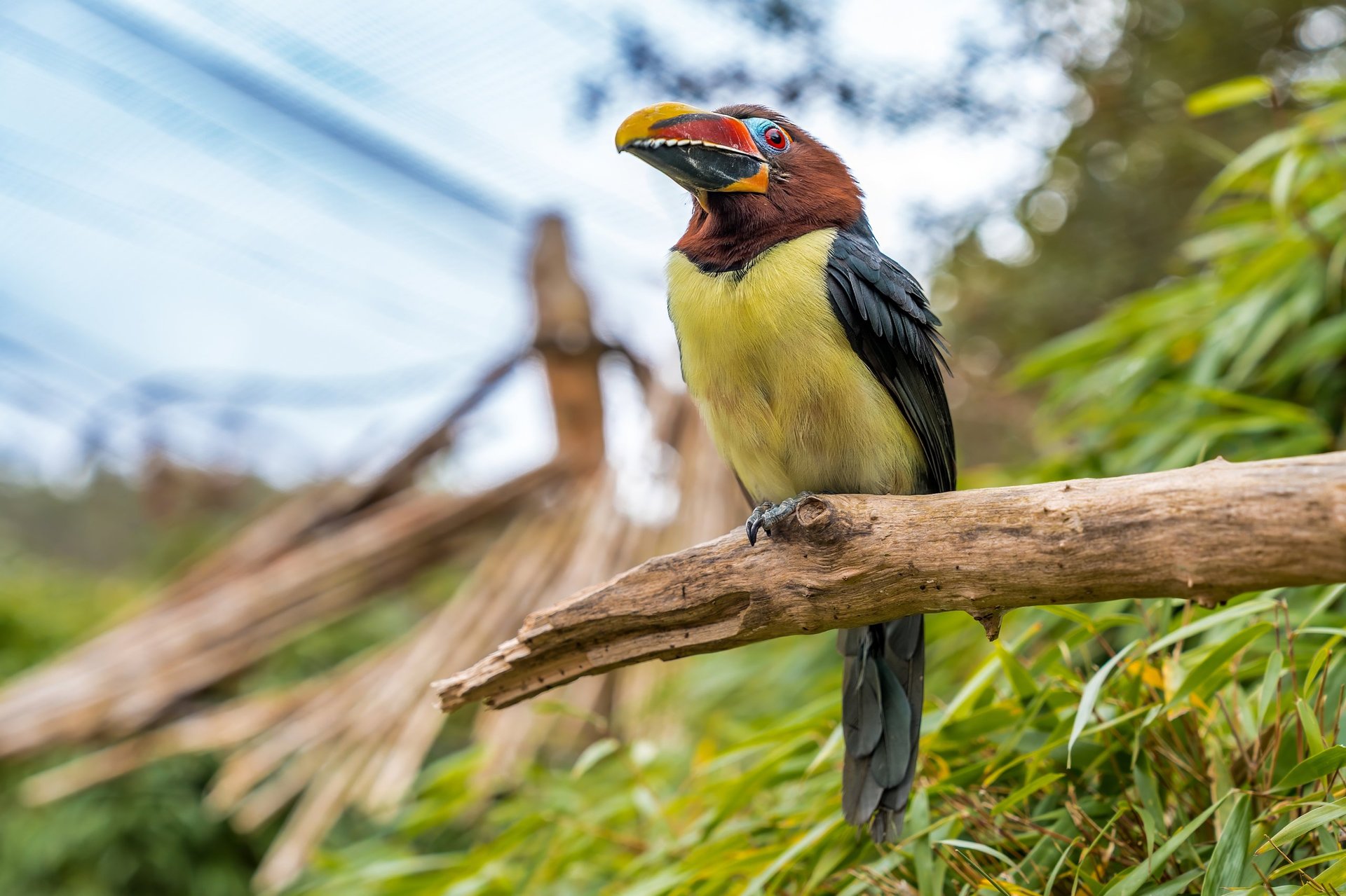Expressive toucan with colorful bill on branch