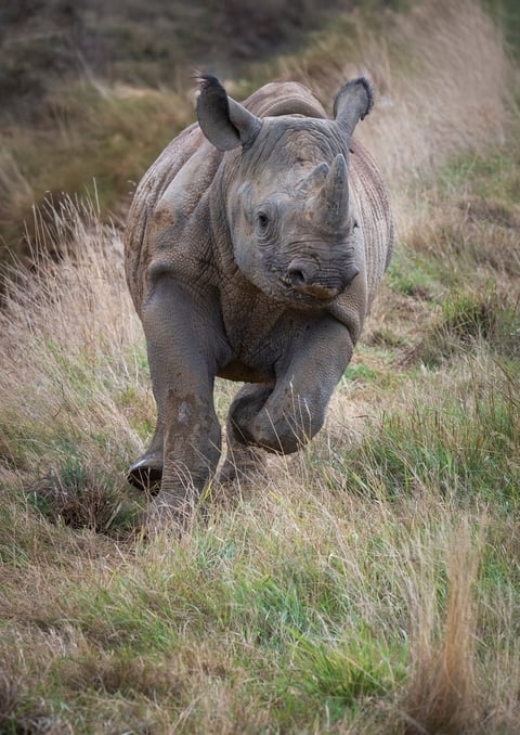Young Black Rhinoceros Standing in a Field