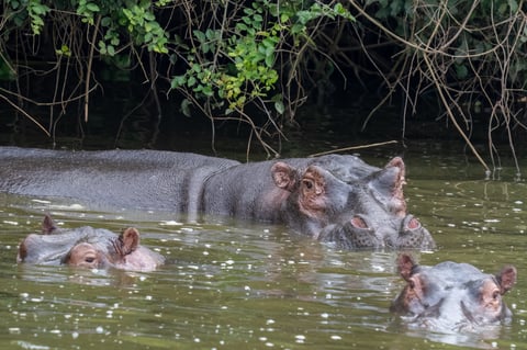 A large pod of common hippopotamuses (Hippopotamus amphibius) gathered and wallowing in the calm waters of Lake Mburo National Park, Uganda