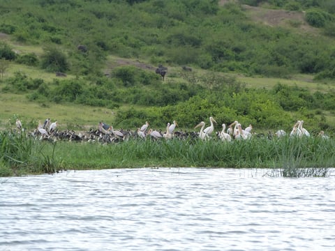 Birds