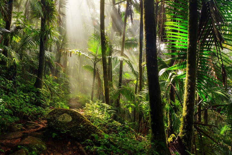 Beautiful jungle path through the El Yunque national forest