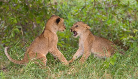 Two lion cubs playing