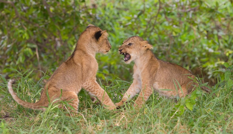 Two lion cubs playing