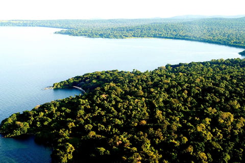 Aerial view of a forested coastline with dense green trees meeting turquoise water and distant shoreline