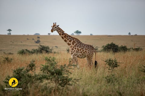 Giraffe standing in African savanna grassland with scattered trees and bushes under overcast sky