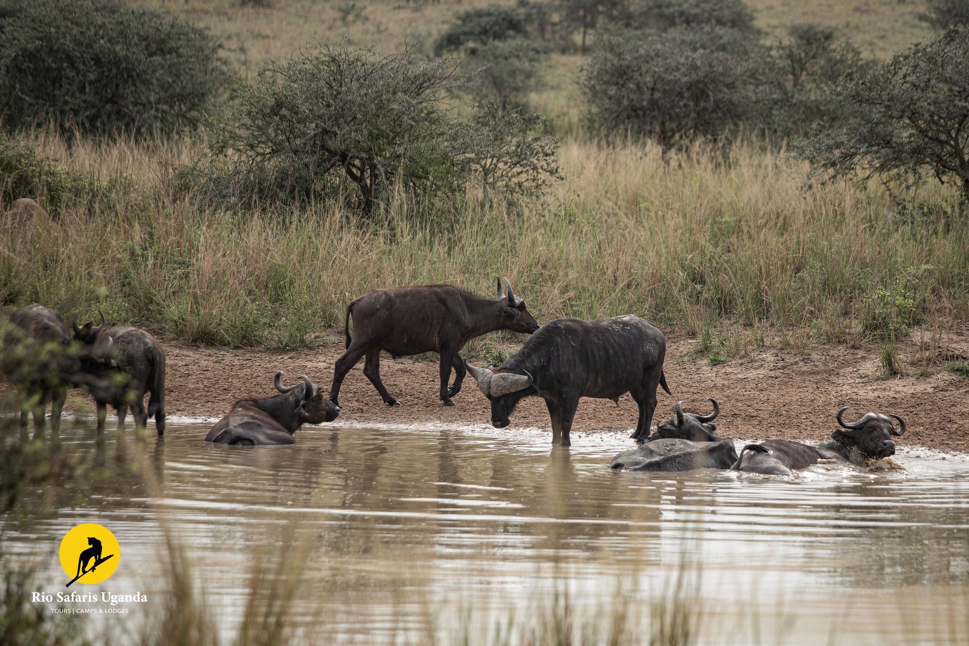 Warthogs and buffalo drinking and bathing at a muddy watering hole in African savanna with dry grassland in background