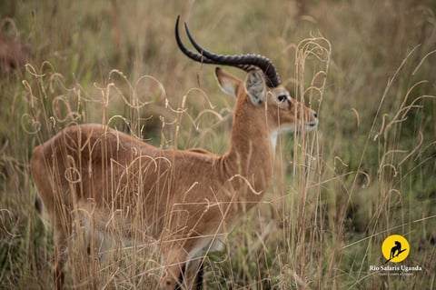 An antelope with long curved horns stands among dried grass and vegetation in a natural savanna setting
