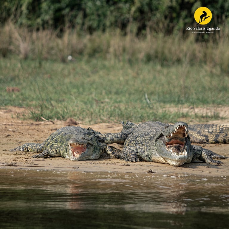 Two Nile crocodiles with open mouths resting on sandy riverbank near water with green vegetation in background