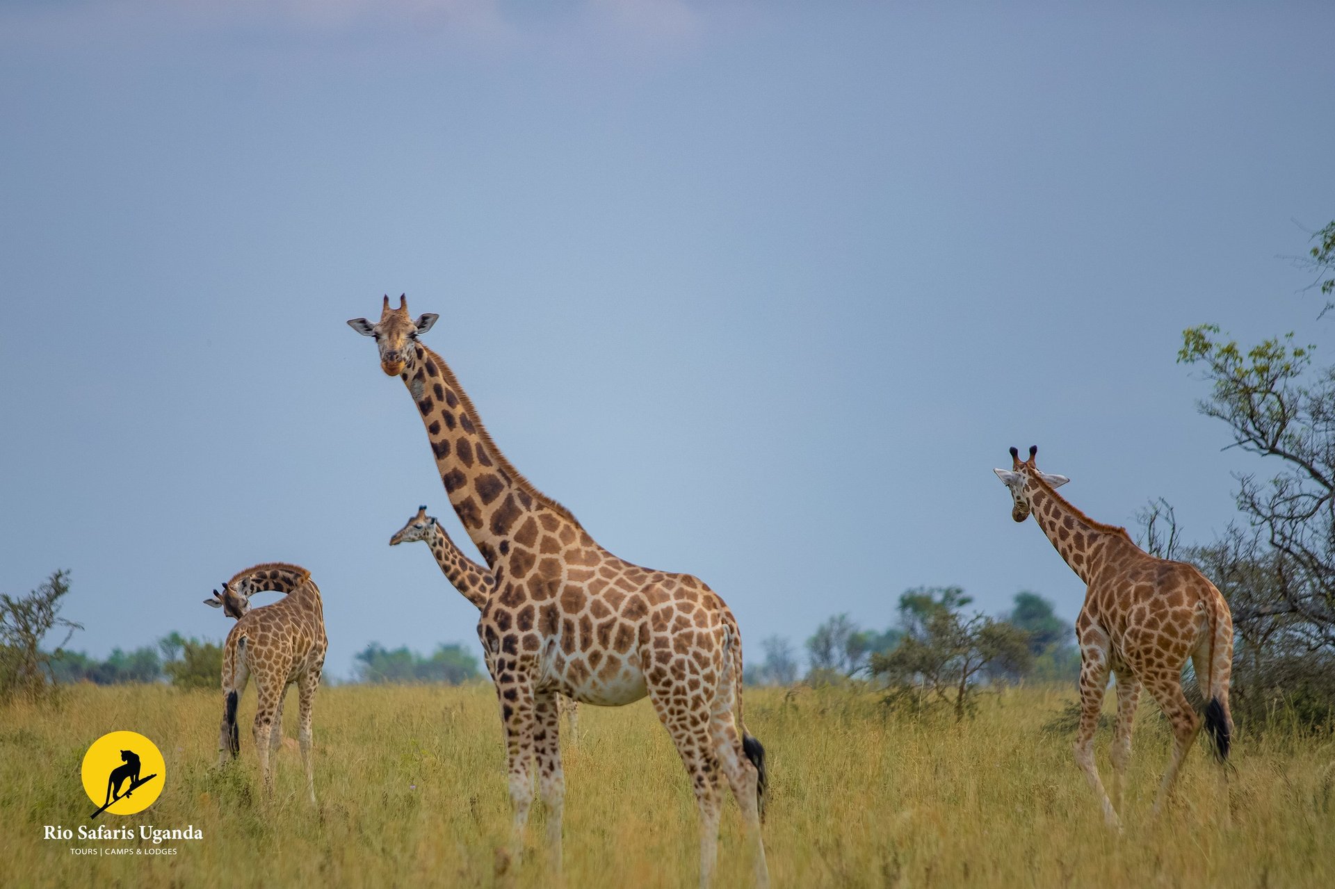 Three giraffes standing in African savanna grassland with acacia trees under clear blue sky