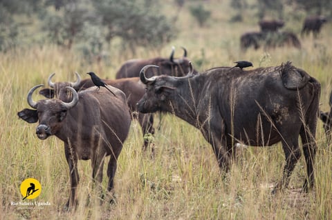 African buffalo herd standing in dry savanna grassland with trees in background