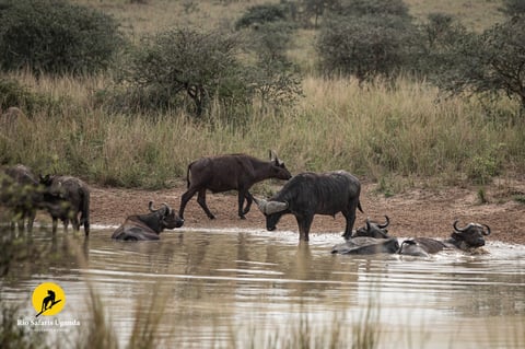 African warthogs drinking and bathing at a muddy watering hole in savanna grassland