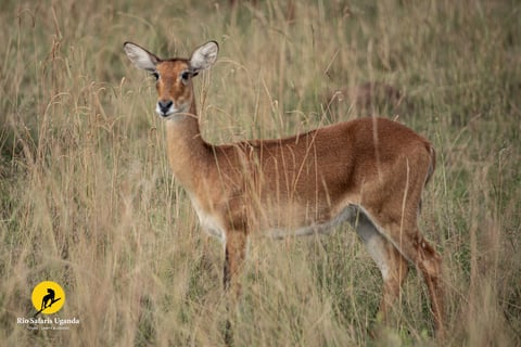Female impala standing in dry grassland, looking toward camera with alert posture