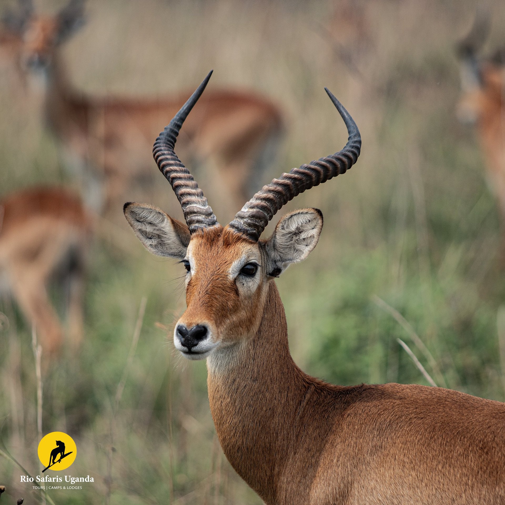 Impala with long curved horns looking at camera in African savanna grassland