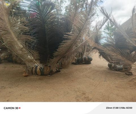 Fallen palm trees with dried fronds lying on sandy beach with vegetation in background