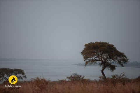 Solitary acacia tree with bare branches on dry savanna landscape overlooking misty lake or water body