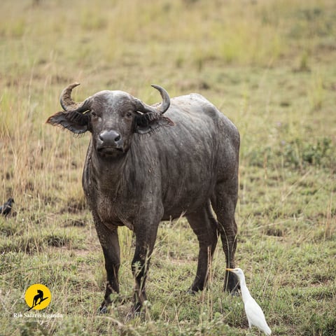 African buffalo with curved horns standing in savanna grassland